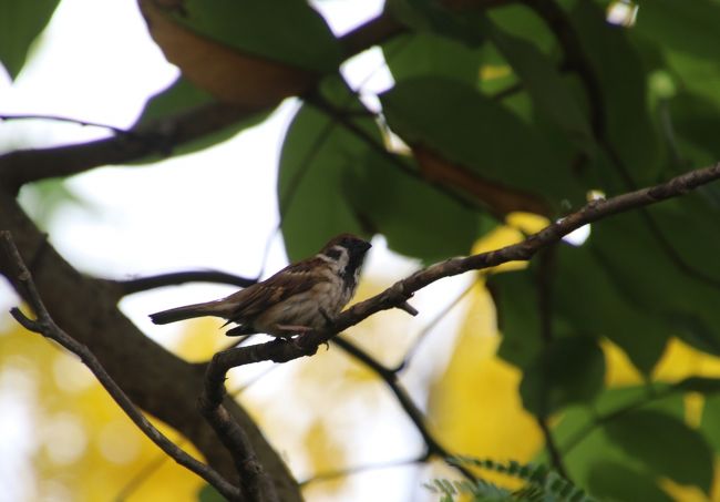 カンボジアの雀