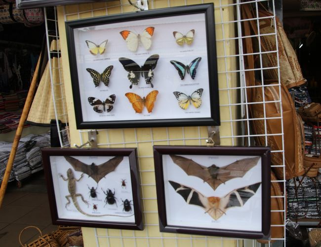 蝶の剥製もありました。