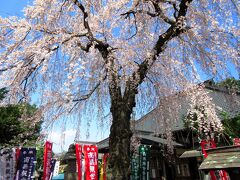 法泉寺からおよそ2.5km歩いて、16番の西光寺へ。ここにも美しいしだれ桜が咲いていました。納経所で聞いた話によると、以前は地面に着くほどの素晴らしい枝ぶりだったそうです。
