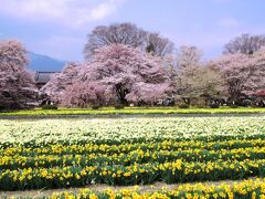 25分ほどで実相寺に着きました。スイセン畑の向こうに満開の桜とアルプスが見えます。もう少し快晴だったらよかったのですが。