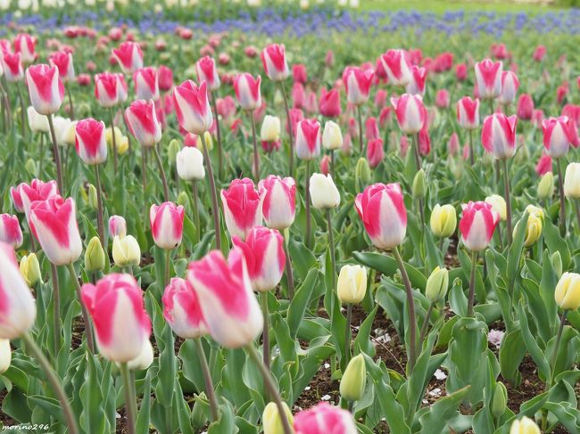 桜とチューリップの饗宴 昭和記念公園 立川 東京 の旅行記 ブログ By Morino296さん フォートラベル