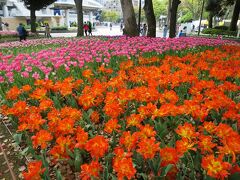 横浜公園　チューリップ

横浜公園の春を彩ります。