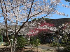 磯前神社さんにもお参りしないと。桜が満開です。