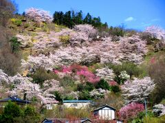大河原から東北線で福島まで移動し、駅前からバスで花見山公園へやってきました。順路に沿って進んでいくと、山の斜面には美しい桜が咲いており、まさに桃源郷であるかのような風景が広がっていました。