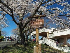 昼食後は美の山公園へ。桜が見頃ですが、一番の目的は展望のいい場所からしっかりと武甲山を見たかったという事。一番上の駐車場は混んでおり、入るまで25分程度並びました。