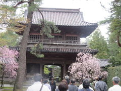 天徳院は金沢城からおよそ２ｋｍほど東南にあります。
訪れた4月中旬。山門の脇に立つしだれ桜が美しく咲いていました。