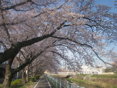 名古屋の桜１１。

釜山帰りから2日後の香流川の桜。

