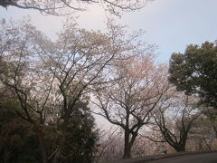 名古屋の桜２１。

やって来たのが明徳公園です。
ここにも桜の木がありますね。

