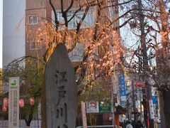 江戸川公園入口の桜