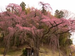 紅枝垂れ地蔵桜

枝が年輪を重ね幾重にも広がり古木の壮大さを感じる。
大勢の見学者で木の周辺は人がいっぱい。