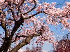 日中線記念自転車歩行者道枝垂れ桜並木

枝垂れ桜は、まだ蕾状態で処どころ咲いてはいるが全体的には蕾状態。
しかし、これが満開時期には見事な桜トンネルになるのでは。
コの枝垂れ桜並木は3kmに及ぶ。
丁度、中間地点に写真のC11機関車が設置されている。