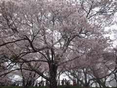 いたるところで満開