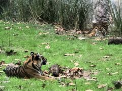 マハラジャトレイルにやってきました。トラの双子の子供たち。手前と右奥で、両方見れました。もう少し小さい時に見れたら良かったですけど^_^