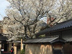 バスに乗り、香林坊バス停で下車。歩いて武家屋敷跡を目指します。パッと外観が変わったと思ったら、武家屋敷街に入っていました。桜が咲いているところもあり、嬉しくなります。（ちょうどトイレ前の桜が満開。。。）