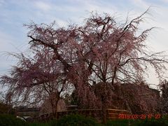 祇園枝垂れ桜へ・・・

正式名称は『一重白彼岸枝垂桜』と言うそうです。