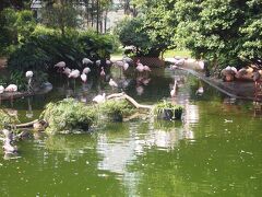 九龍公園に来たらぜひ立ち寄って欲しいスポットはこちら鳥湖(bird lake)です！
なんと、こんなにたくさんフラミンゴが生活しているのです。まるで動物園に来たかのよう。
