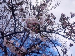 あともう少しで桜も満開！