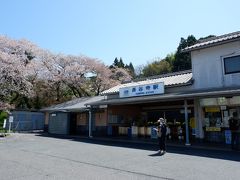 朝食後すぐに生駒の宿を後にし、１時間半ほどで長谷寺駅に到着。
こちらもまだ桜が咲いている！