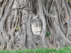 有名なやつですね

木の根っこに覆われた仏頭