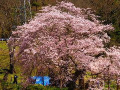 石部桜

NHKの八重の桜オ－プニングに映し出された石部桜。
ここは畑の真ん中にあり、駐車場も無く、車で行くと
1km程度歩くかな。