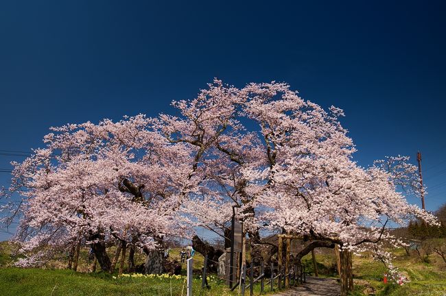 平成最後の花見 夏井千本桜 紅枝垂れ地蔵桜 三春滝桜 霞が城址桜 鶴ヶ城桜 石部桜の旅行記 福島県の旅行記 ブログ By Jun235さん フォートラベル