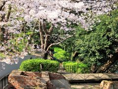 エリスマン邸のある元町公園は桜の名所でもあります。
お～、咲いてる、咲いてる！

