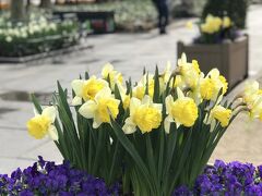 一人になってしまったので、午前中のお散歩へ
まだ寒いけどブライアント公園のお花は綺麗に咲いてました