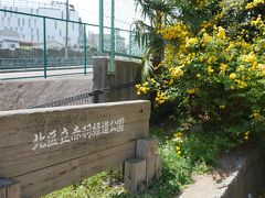 そのまま直ぐ近くの赤羽緑道公園に入る。
入り口には山吹の花が咲いている。