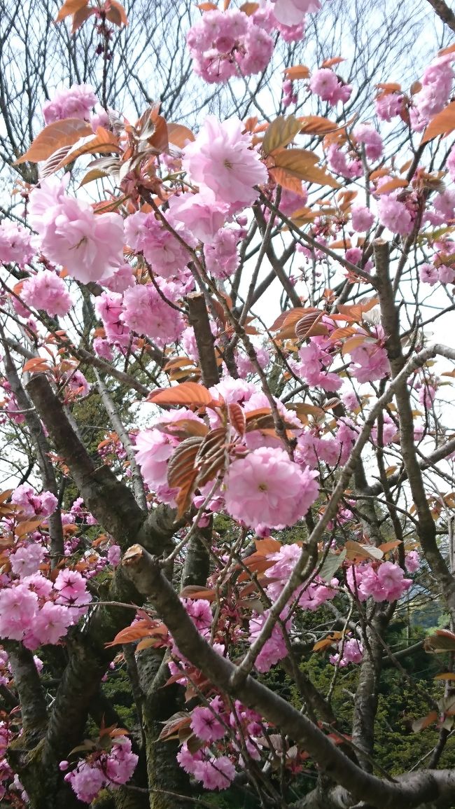 桜がお出迎えです。薬王院です