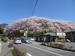 全体が桜で覆われています。