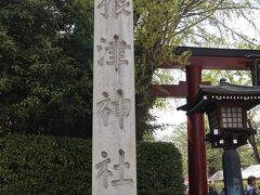 文京つつじまつり
第50回　平成31年4月6日～5月6日
根津神社のつつじ祭りは、文京区の五大花祭りのひとつ。

今は早咲きと中咲きが満開で見事なんだとか。
今日はどんな花に会えるかな・・・