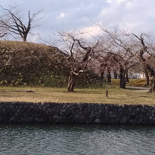 この写真の頃は4月上旬。桜の開花まであと3週間くらいかな？
