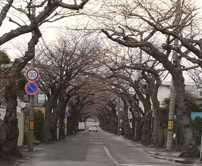 ここは桜ヶ丘通りと言って、桜のアーチが続く通りになります。そして、先ほどのペシェ ミニョンもこの通りの先の方にお店があります。<br />とても有名な『梅乃寿司』さんもこの通りにあります。