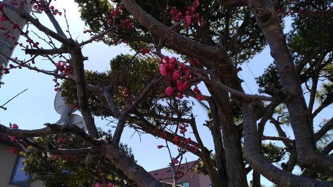 今日、五稜郭へウォーキングに行く途中に梅の花が咲いているのを発見。<br />北海道は梅と桜は同時期に咲くんです。<br /><br />これから雪が降るまで楽しいこと目白押し！<br />また函館での暮らしをご紹介しますね。