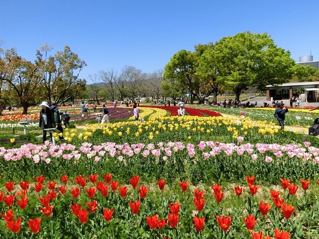 快晴に誘われて 大阪万博記念公園 チューリップの花園で チューリップ三昧の一日 を過ごす 19 吹田 万博公園 大阪 の旅行記 ブログ By Hy 2217さん フォートラベル