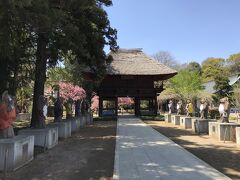 １２時２０分、自宅から１０２Ｋｍ、３時間かかって群馬県館林市の茂林寺に到着。なんだか疲れました・・・。
