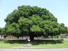 成功大学にある大きなガジュマルの木
昭和天皇の御手植えの木