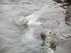 　仙法志御崎公園のアザラシは愛くるしい。