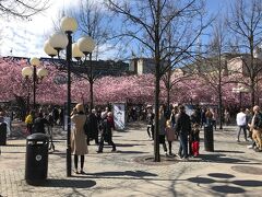 王立公園、ゴールデンウィークに桜満開