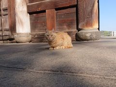 天寧寺三重塔に出ると猫に遭遇&#128049;
塔にいる猫は初めて見ました&#128516;