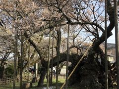 長坂で合流して樹齢2,000年と言われる神代桜に会いに行きます。

古木に枝を広げる神代桜に胸が熱くなります
