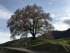 まだ陽も高いので、「わに塚の桜」まで足をのばしました。
田園風景に一本たつ樹齢320年と言われるエドヒガンザクラです。
日本武の尊の王子武田王の墓、前方後円墳、王仁族が住んでいた等諸説があるようです。八ヶ岳が一望でき、心癒されます。

同じく田園風景に一本たつ「神田オオイトザクラ」を思い浮かべました。

近くの温泉で温まり、Ｙ氏のパスタとスープの夕食を済ませ、明日の「高遠」の桜に期待を馳せて床につきました。