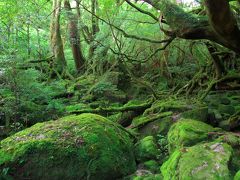 「苔むす森」に到着。
森の向こう側が、本当に異世界のように思えてしまいます。
映画の影響だけではない、なにか不思議な感覚でした。