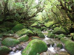 白谷雲水峡は、屋久島散策コースの中でも、とても満足度の高いルートでした。