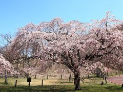 そんな二人をもう1カ所、案内したかったのが「さくらの里」