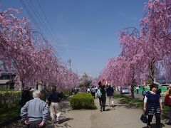 続いて向かったのは、喜多方市にある日中線記念自転車歩行者道のしだれ桜です。
無料の臨時駐車場が設けられていました。
そこそこのキャパシティはあったかと思います。
なお、駐車場はちょうど、歩行者道の真ん中辺りにあります。
