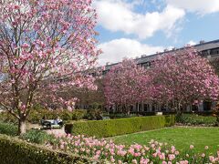 腹ごなしにお散歩。
パレロワイヤルはピンクのモクレンとチューリップが綺麗に咲いていました。
