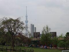 【都立汐入公園からTOKYO　SKYTREE】
近くの、【荒川区立　汐入こども園】の子供達らしい姿が見えた