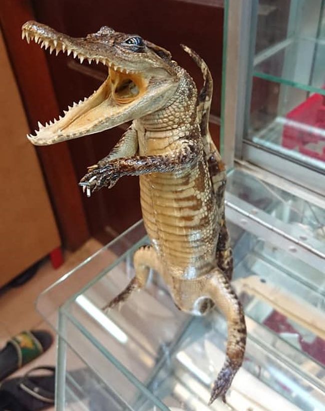 クロコダイルアップ