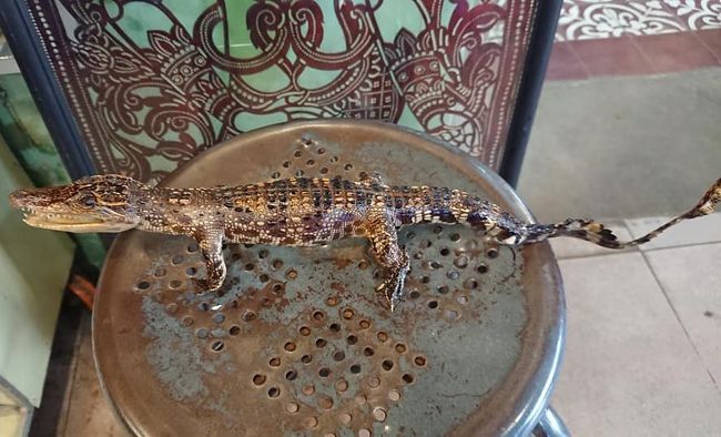 立ってない普通のバージョンもあります。